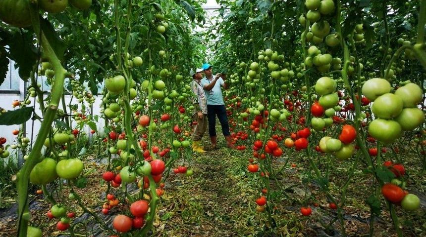 B&uuml;y&uuml;kşehirden &Ccedil;ift&ccedil;ilere Sera Desteği