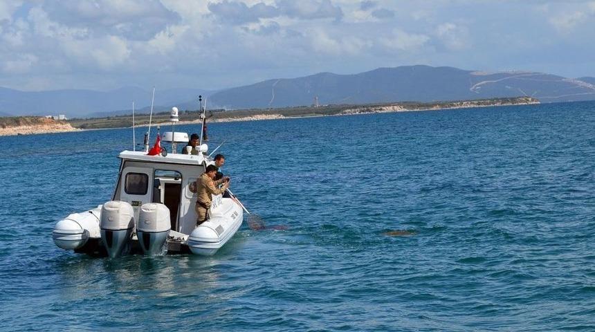 Didim’de Yaralı Caretta Ceretta Seferberliği