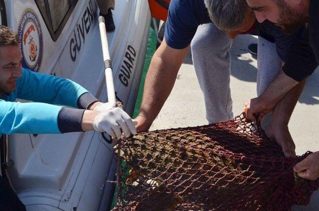 Didim’de Yaralı Caretta Ceretta Seferberliği