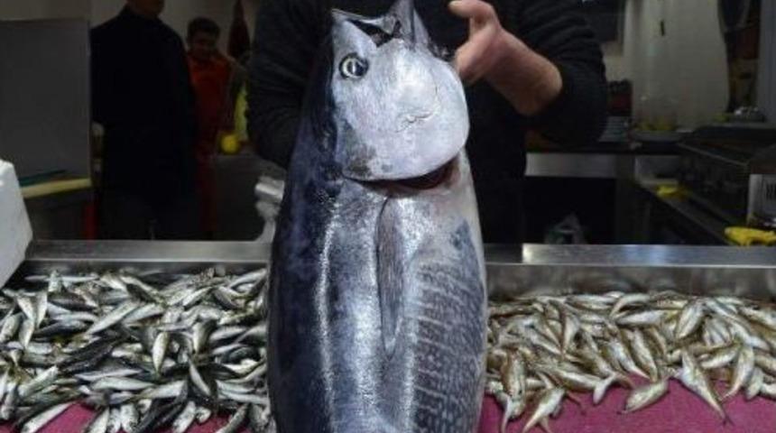 Tezgaha Sığmayan Orkinos İlgi Odağı Oldu