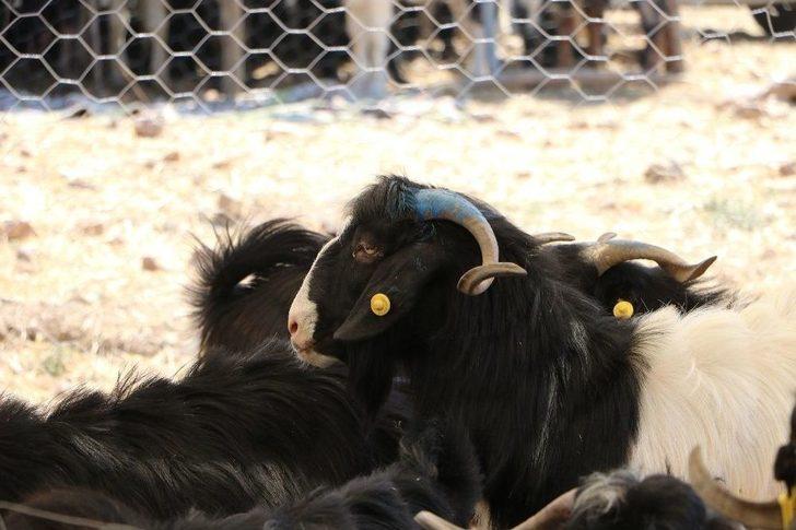 Arefe Günü Pazarlıklar Sıkılaştı G1