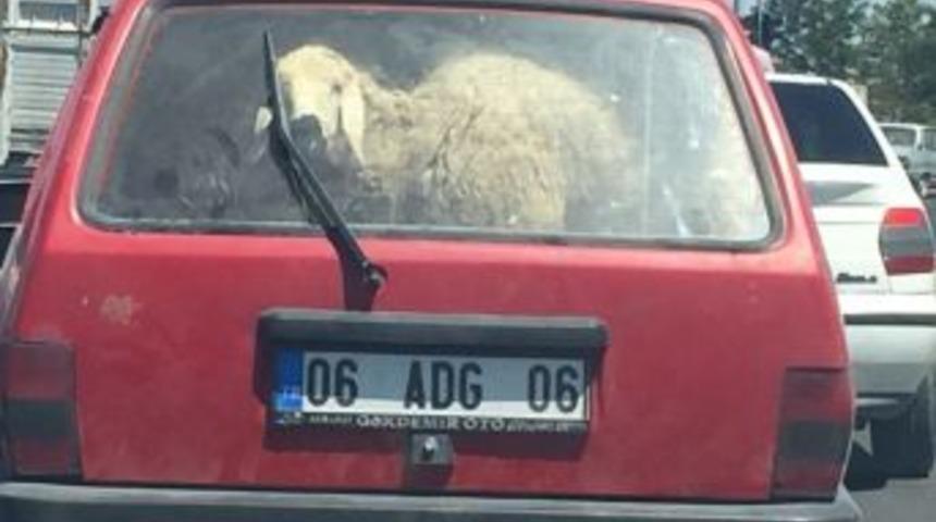 Koyun Koyuna Yolculuk