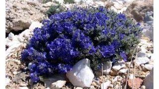 Eskişehir’de Yeni Bir Bitki Türü Keşfedildi