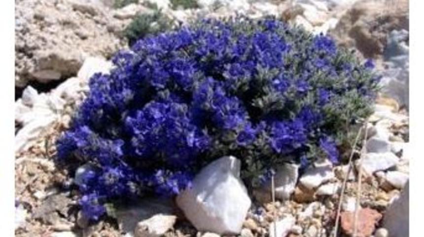 Eskişehir’de Yeni Bir Bitki Türü Keşfedildi