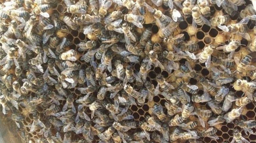 Arıların Sıcak Hava İle M&uuml;cadelesi