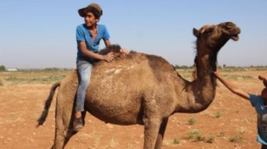 Şanlıurfa’da Yetiştirilen Kurbanlık Develer Alıcılarını Bekliyor