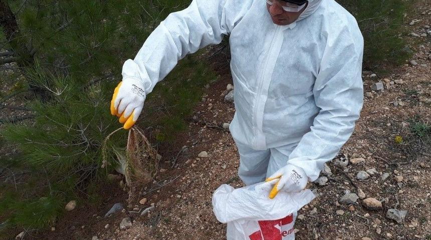 &Ccedil;am Kese B&ouml;ceğine Karşı M&uuml;cadele