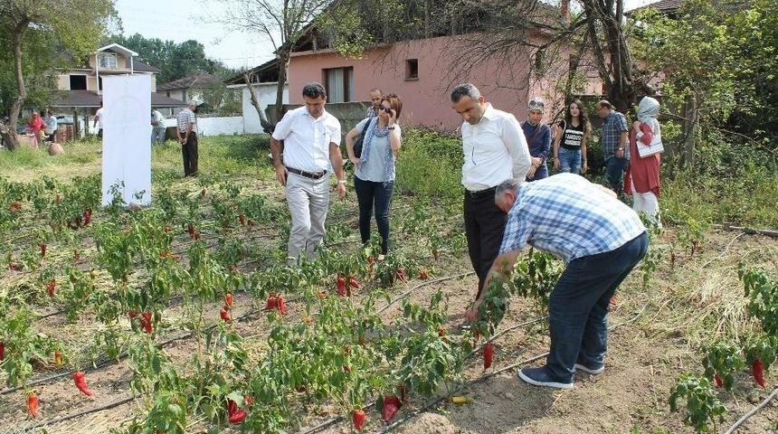 Acıkanın Olmazsa Olmazı Kapya Biber