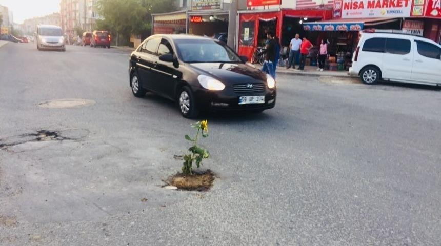 &Ccedil;ukurlu Yollara Ay&ccedil;i&ccedil;eği Ektiler