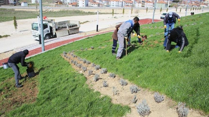 Karaman Belediyesinden Peyzaj &Ccedil;alışması
