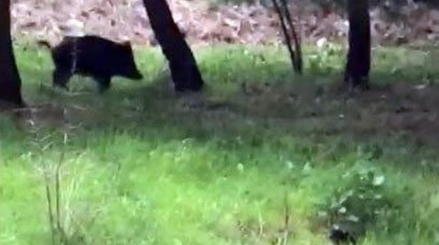 &Uuml;niversiteyi Yaban Domuzu Bastı