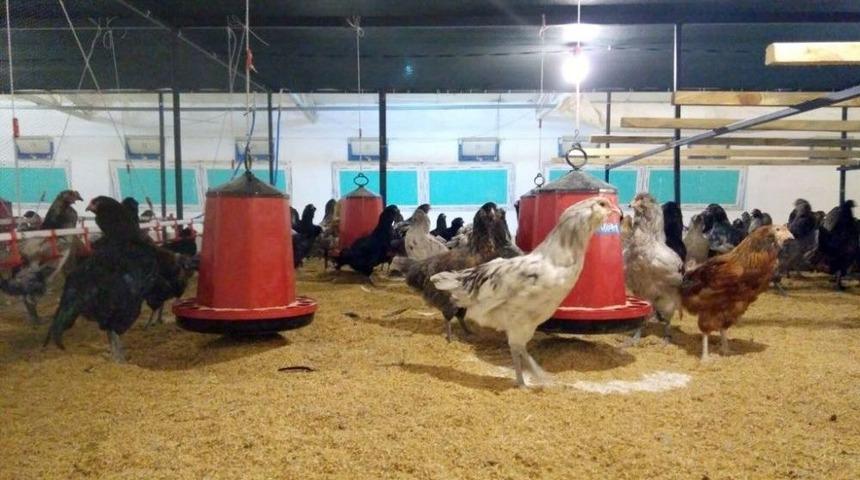 40 Milyon Mavi Yumurta &Uuml;reteceklerini İddia Eden Mehmet Aydın, &Uuml;yelerin Paralarını Alarak Kayıplara Karıştı