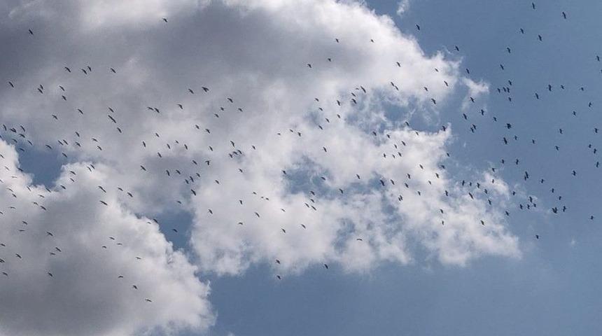 Leylekler, Silivri Semalarında G&ouml;rsel Ş&ouml;len Oluşturdu