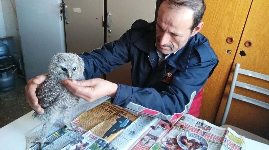 Yavru Baykuşa İtfaiyeciler Sahip &Ccedil;ıktı