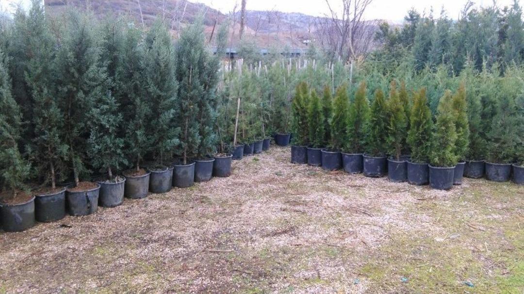 Simav&rsquo;da 6 Bin 750 Fidan Toprakla Buluşacak