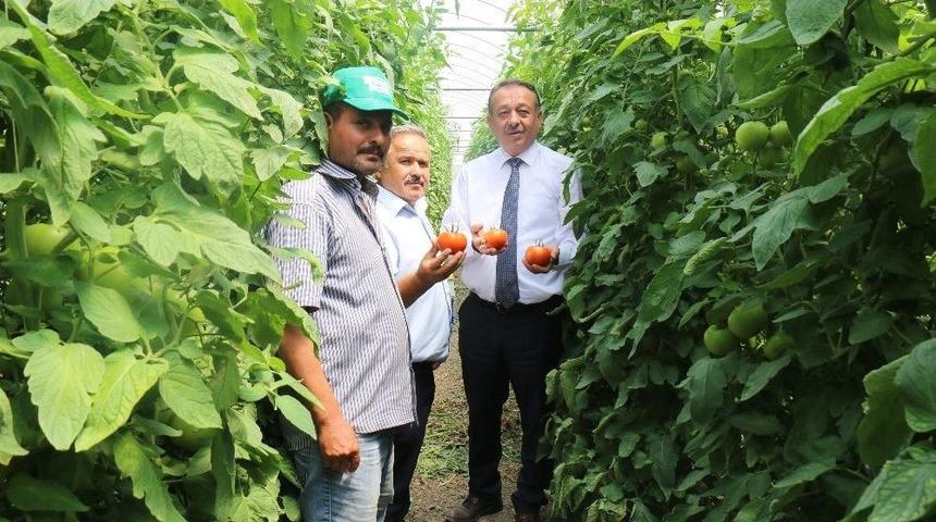 Sarı Ve Sayan&rsquo;dan Seralarda İnceleme