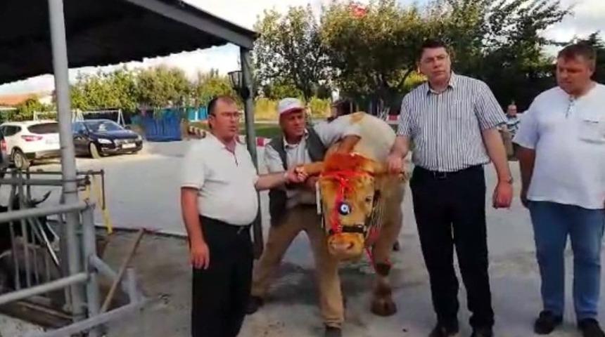 Cumhurbaşkanı Erdoğan&rsquo;a Trakya&rsquo;dan Kurbanlık G&ouml;nderildi