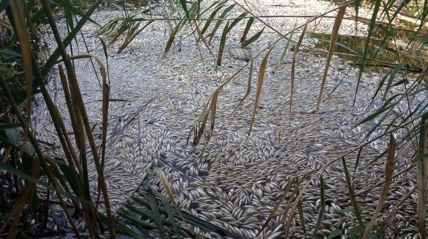 Kırkağa&ccedil;&rsquo;ta Binlerce Balık Telef Oldu