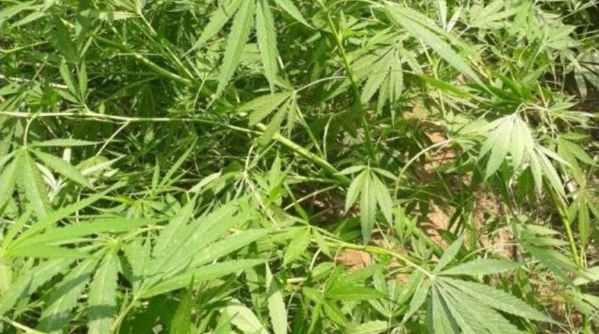 Demiryolu Kenarında Kenevir Yetiştirmişler