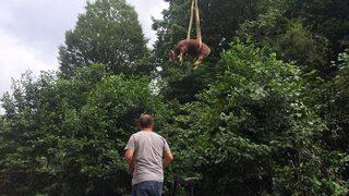 Kurbanlık Dana Vinç Yardımıyla Kurtarıldı