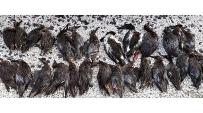 Ka&ccedil;ak Ava Ge&ccedil;it Yok