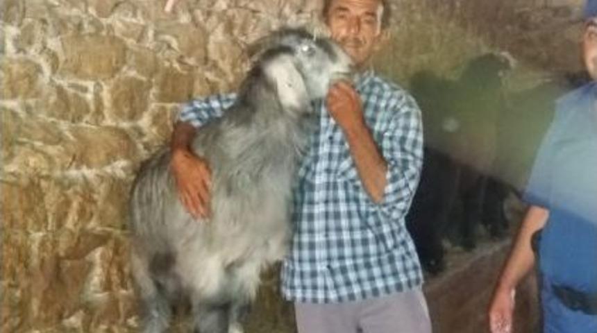 &Ccedil;alınan Ke&ccedil;ileri Bulununca Sarılıp Hasret Giderdi