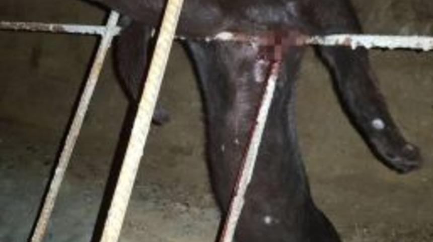 İnşaat Demirine Saplanan Kediyi İtfaiye Kurtardı