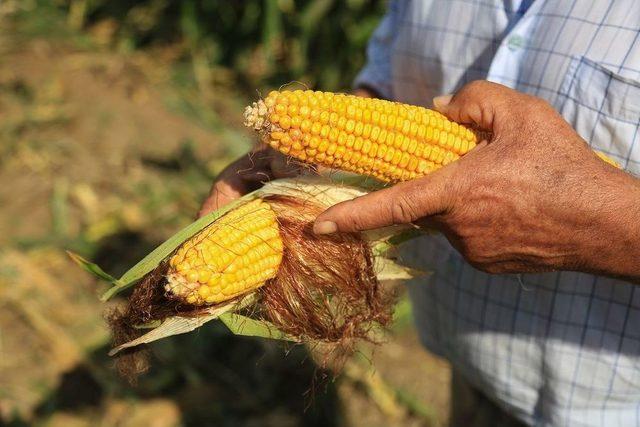 Başkan Atıcı, Silaj Yapma Fiyatlarını Açıkladı