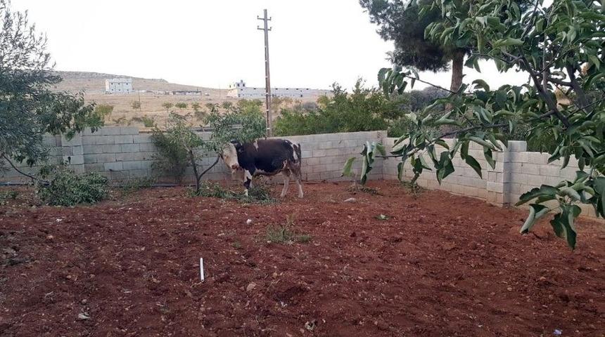 Ka&ccedil;an Kurbanlıklar 1 Kişiyi Yaraladı