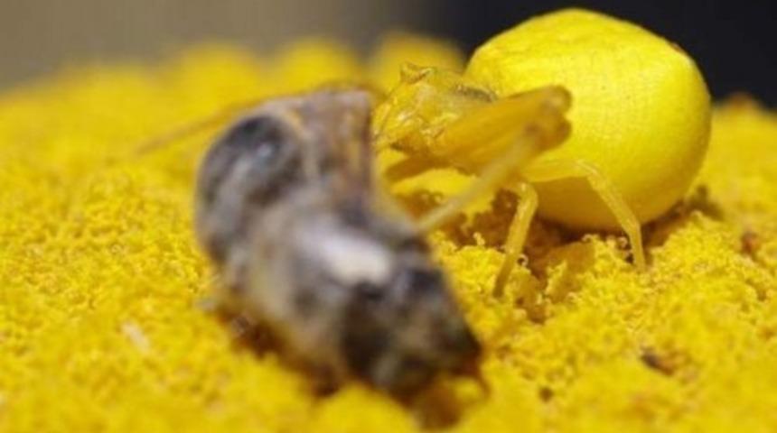 Sarı &ouml;r&uuml;mcek bulundu