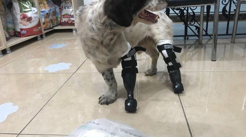 (&ouml;zel) T&uuml;rkiye&rsquo;nin Y&uuml;reğini Sızlatan &rsquo;sızı&rsquo; K&ouml;pekten Sevindirici Haber