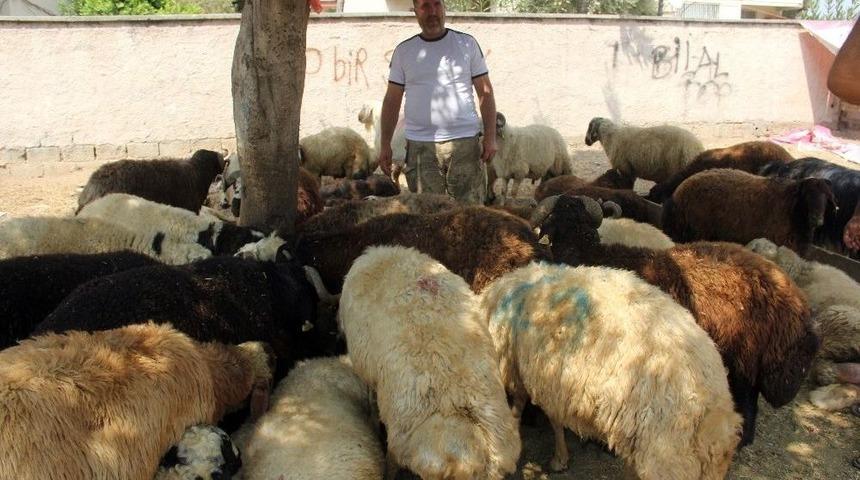 Kurban Satıcısı Her Yerde Alacak Verecek Defterini Arıyor