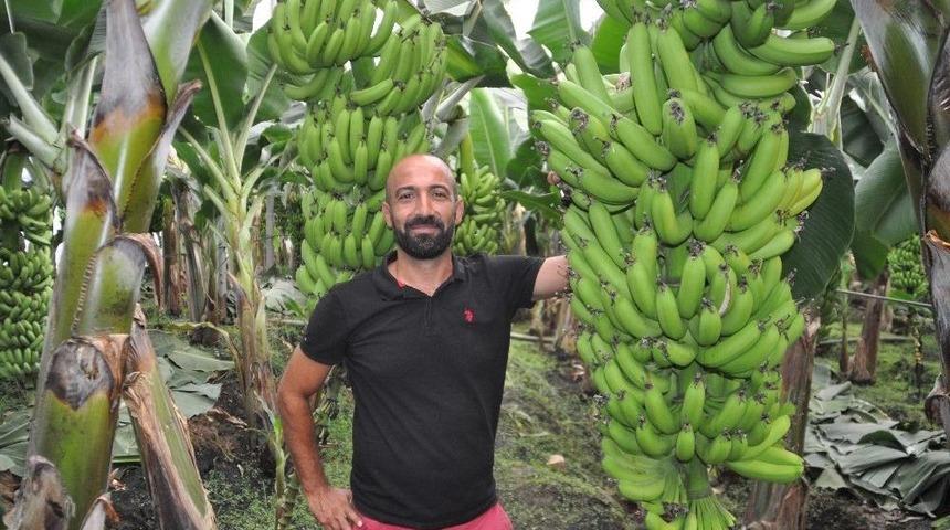 İthal Muza Getirilen Ek Vergi Yerli Üreticinin Yüzünü Güldürdü
