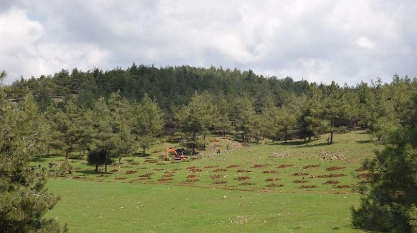 Kilis&rsquo;te Ormanlık Alanlar Arttırılıyor