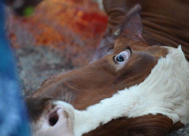 Bursa’da Kurban Kesim Yerleri Doldu, Taştı G1