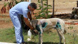 Otomobilin Arkasına Bağlanan Köpek Bakıma Alındı