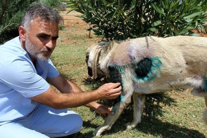Otomobilin Arkasına Bağlanan Köpek Bakıma Alındı G2