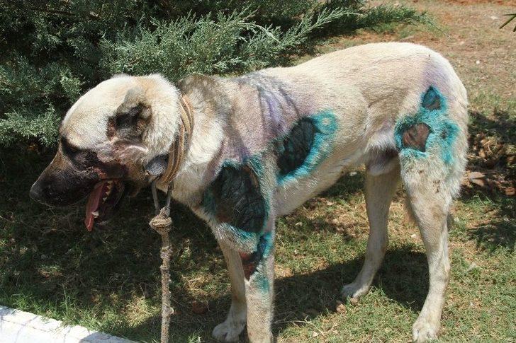 Otomobilin Arkasına Bağlanan Köpek Bakıma Alındı G5