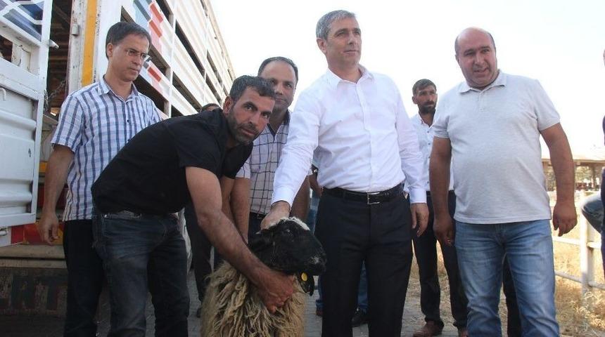 Gen&ccedil; &Ccedil;ift&ccedil;ilere Koyun Desteği