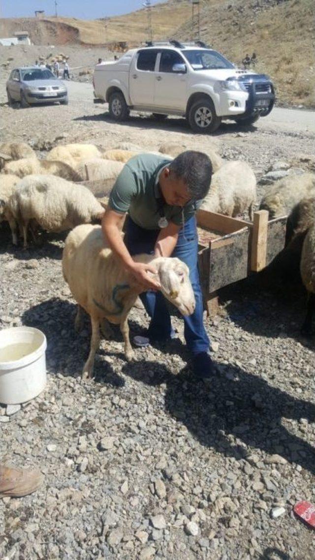 Veterinerlerin Bayram Çalışması Takdir Aldı