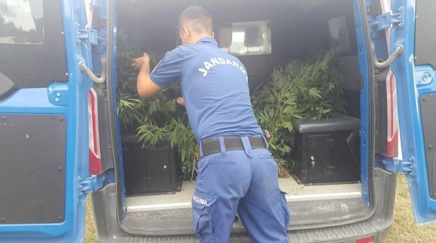 Sinop’ta 97 Kök Kenevir Bitkisi Ele Geçirildi