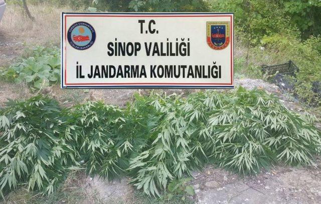 Sinop’ta 97 Kök Kenevir Bitkisi Ele Geçirildi