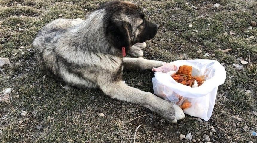 Yaralı K&ouml;peğe &Ccedil;aldıran Belediyesi Ekipleri Sahip &Ccedil;ıktı