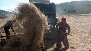 Tokat’ta Buğday Rekoltesinde Düşüş