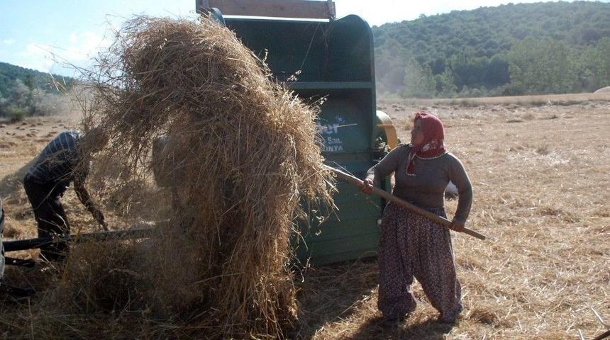 Tokat’ta Buğday Rekoltesinde Düşüş