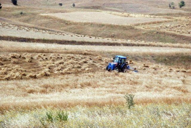 Tokat’ta Buğday Rekoltesinde Düşüş