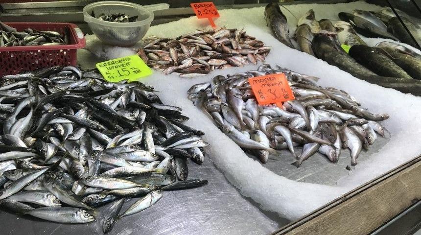 Tezgahlara Yayın Balığı 25 Tl&rsquo;den Satılıyor