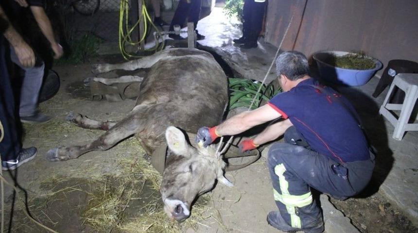Ka&ccedil;arken Duvardan D&uuml;şen Kurbanlık 3 Saatte Kurtarıldı