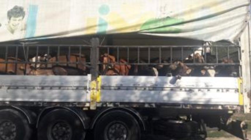 &Ccedil;avdarhisar&rsquo;da Gen&ccedil; &Ccedil;ift&ccedil;ilere Hayvanları Teslim Edildi