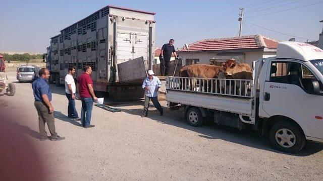 Günyüzü’nde Büyükbaş Hayvanlar Sahiplerine Ulaştı